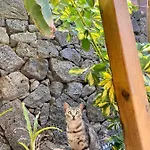 Cabanalanz, En Lanzarote