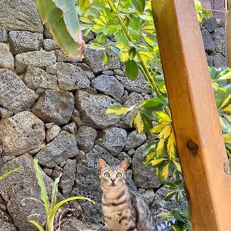Cabanalanz, En Lanzarote