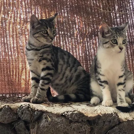 Cabanalanz, En Lanzarote San Bartolomé