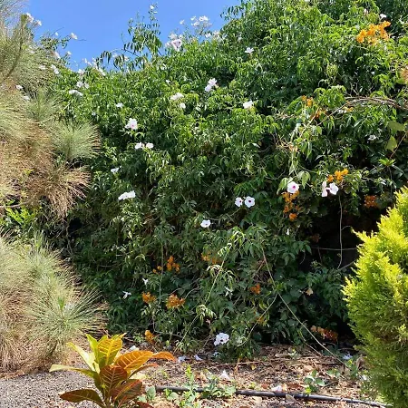 캠프장 Cabanalanz, En Lanzarote