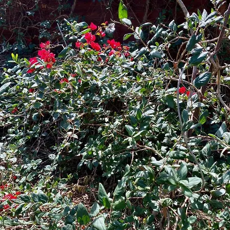 Cabanalanz, En Lanzarote San Bartolomé