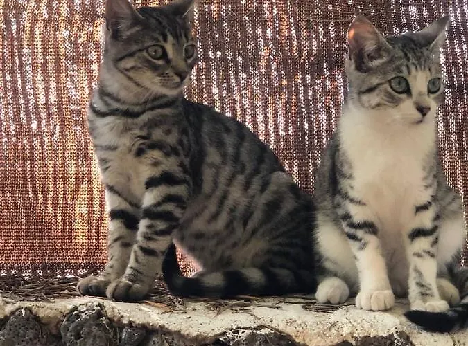 Cabanalanz, En Lanzarote San Bartolome (Las Palmas)